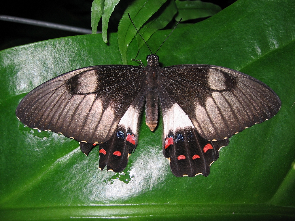 058 Kuranda Butterfly Sanctuary.jpg